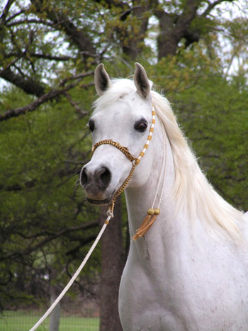 Ansata Samiha ( Prince Fa Moniet x Ansata Samantha )